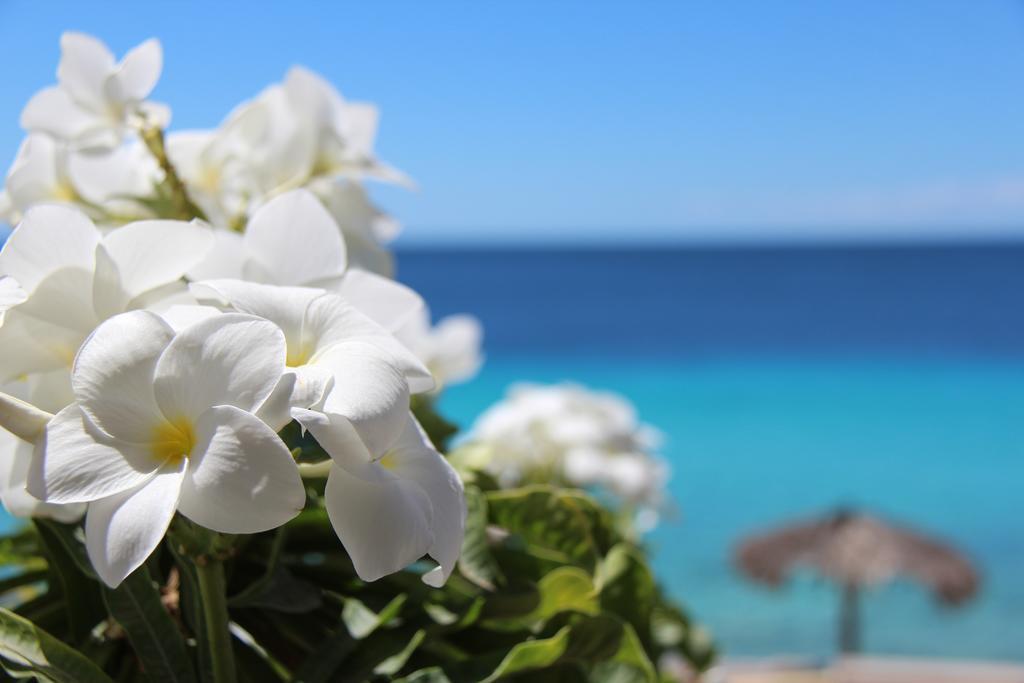 Bonaire Apartment クラレンダイク エクステリア 写真